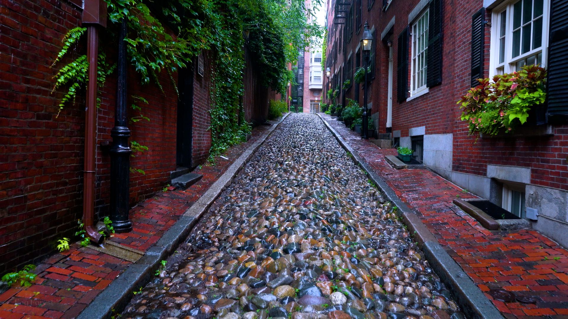 Rain on the cobblestones of Acorn Street, Beacon Hill, at night