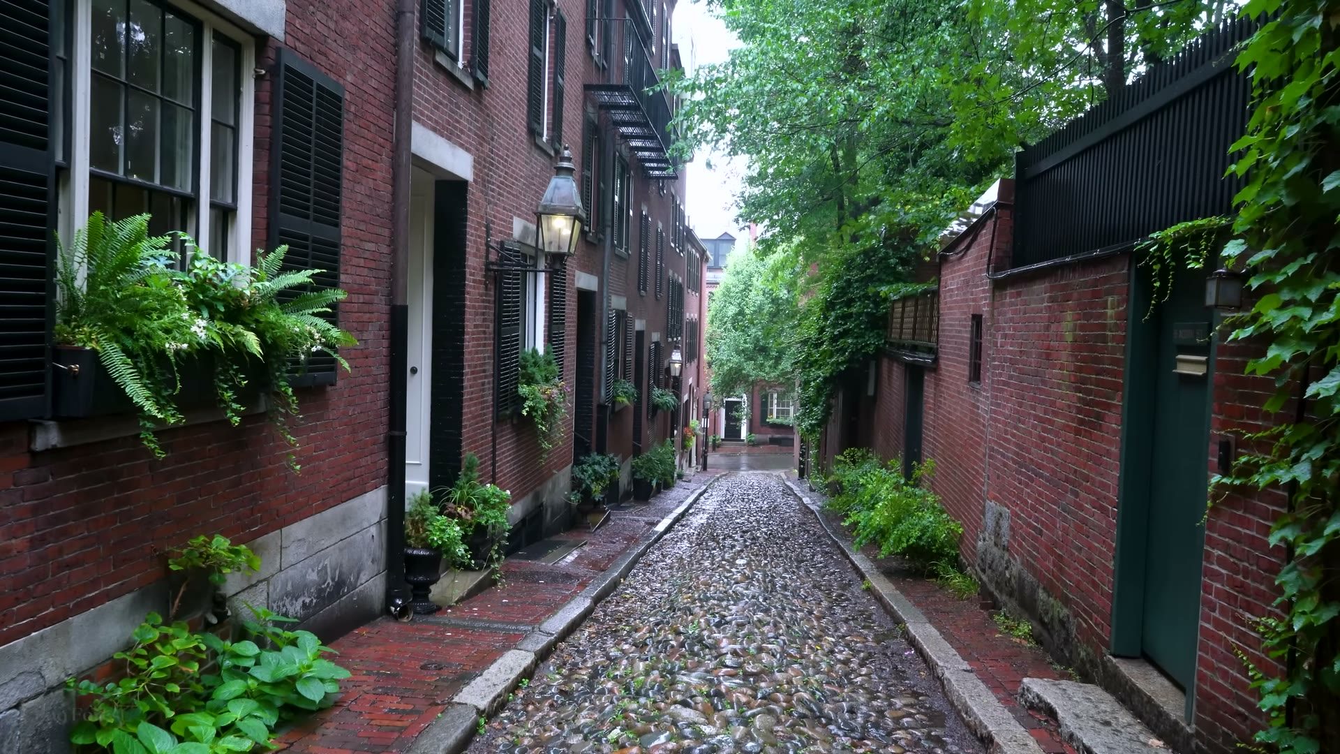 Heavy rain on a cobblestone alley in Beacon Hill, Boston — wet stone, brick, and ferns