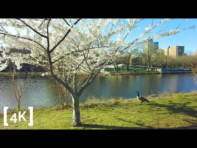 The Charles River Esplanade, Boston at morning in spring bloom: a Canada goose standing on the bank beneath a flowering cherry tree.