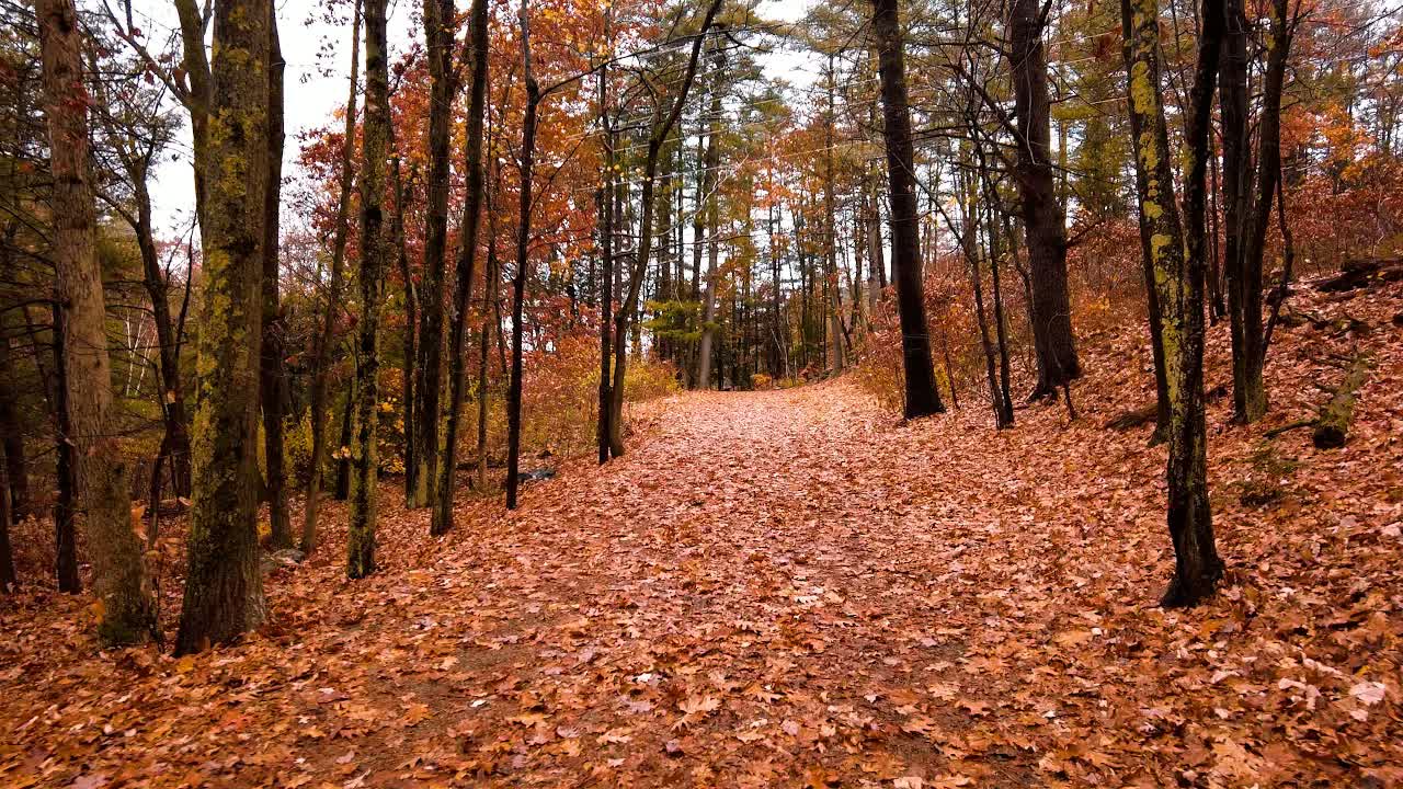 A New England trail at daytime in rain: the path buried in orange fallen leaves between thin dark trunks.