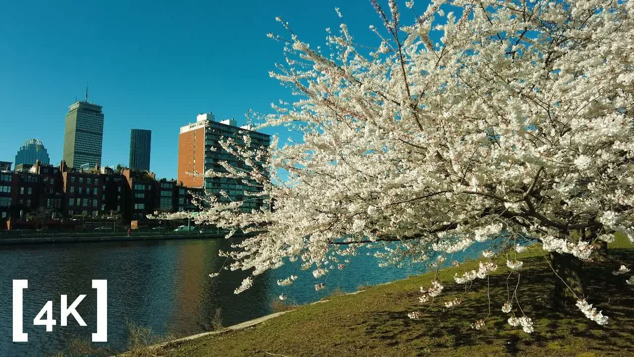 The Charles River Esplanade, Boston at morning in spring bloom: a white cherry tree leaning over the river against the skyline.