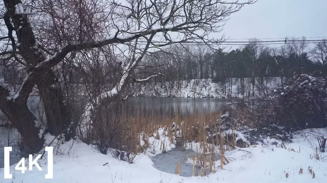 A New England pond at daytime in snow: dried cattails standing in drifts at the edge of frozen water