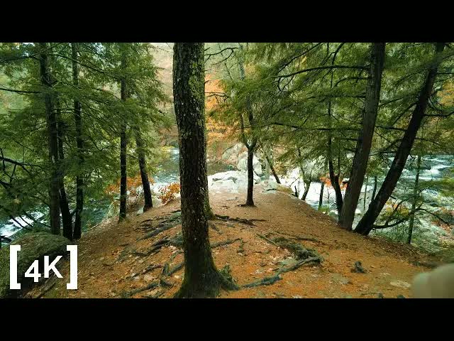 A New England forest at morning in rain: hemlock roots crossing a needle-strewn bluff above river rapids
