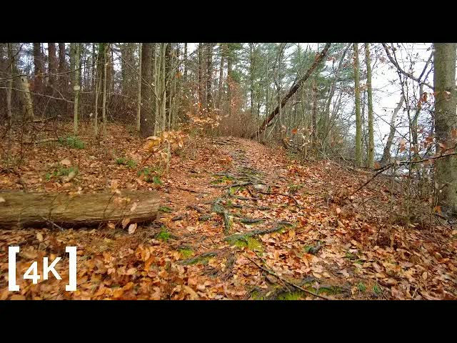 A New England forest trail at morning in winter rain: a fallen log beside a path buried in copper-brown leaves.