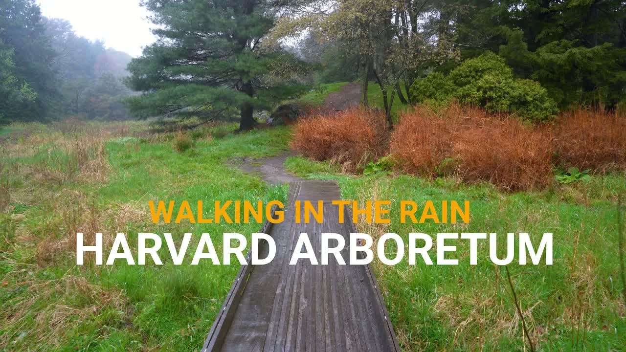 Arnold Arboretum, Boston by day in rain and fog: a wet boardwalk running through tall grass and rust-orange shrubs toward misted pines.