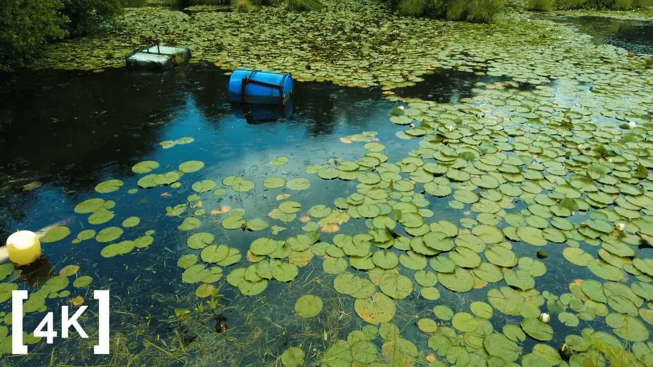 A New England cranberry bog on a summer afternoon in rain: lily pads crowding dark water around a floating blue barrel.