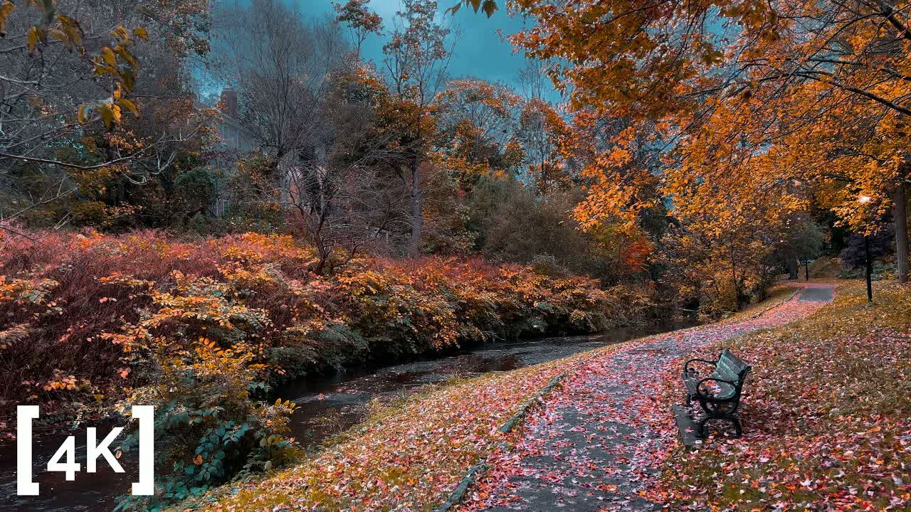 Plymouth on an autumn day in rain: an empty bench beside a leaf-covered path along the brook, foliage at peak.