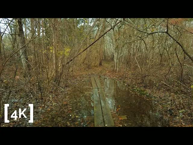An abandoned New England farm at morning in autumn rain: a half-flooded wooden boardwalk on the path through bare trees.
