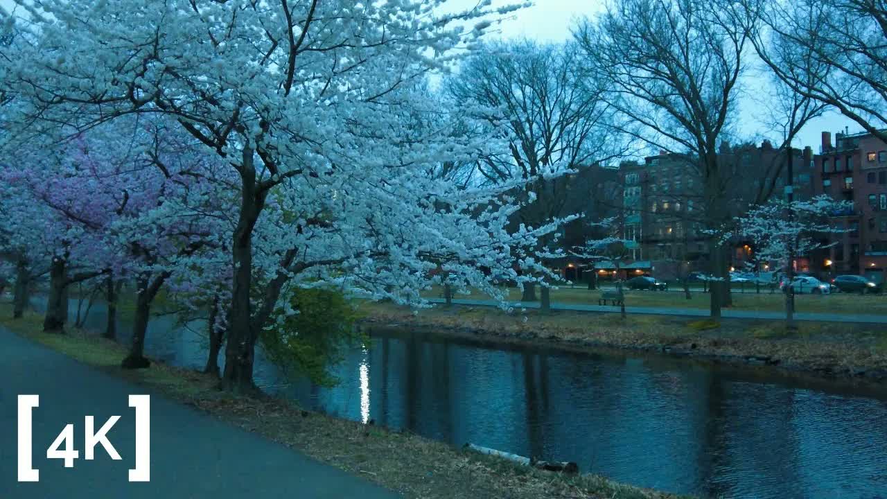 Charles River Esplanade, Boston at dusk in spring: white cherry blossoms leaning over dark lagoon water, lit brownstones on the far bank.