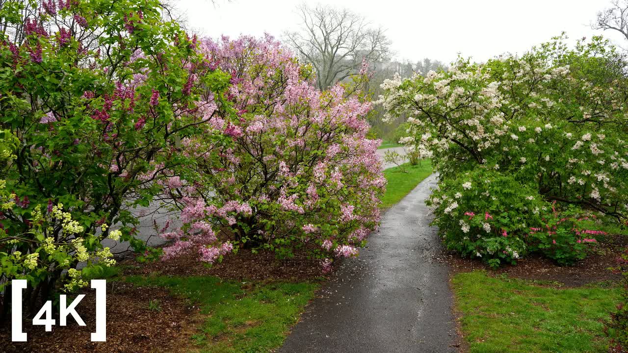 Arnold Arboretum at daytime in rain: flowering shrubs in pink and white crowding a wet paved path